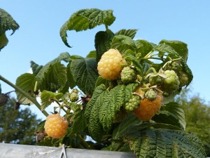 Homemade produce